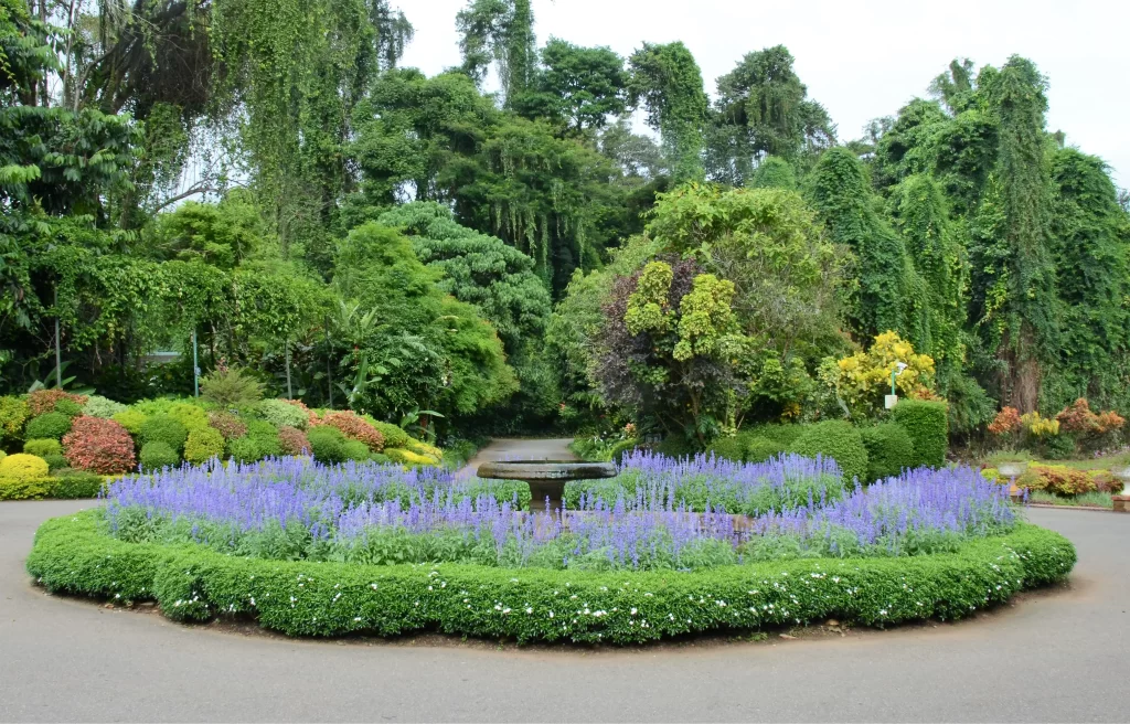 Peradeniya Royal Botanical Gardens Kandy Sri Lanka, Kandy Sri Lanka things to do, Kandy Sri Lanka tourism, Kandy Sri Lanka hotels, Kandy Sri Lanka restaurants, Kandy Sri Lanka weather, Kandy Sri Lanka train, Kandy Sri Lanka population, Kandy Sri Lanka postal code, Kandy Sri Lanka temperature, best places to visit in Kandy Sri Lanka, top things to do in Kandy Sri Lanka, where to stay in Kandy Sri Lanka, luxury hotels in Kandy Sri Lanka, budget hotels in Kandy Sri Lanka, Kandy Sri Lanka travel guide, Kandy Sri Lanka city tour, Kandy Sri Lanka attractions, Kandy Sri Lanka Esala Perahera, Kandy Sri Lanka best time to visit, how to get to Kandy Sri Lanka, Colombo to Kandy Sri Lanka train, scenic train ride to Kandy Sri Lanka, Kandy Sri Lanka travel tips, is Kandy Sri Lanka worth visiting?, how many days to stay in Kandy Sri Lanka, is Kandy Sri Lanka safe for tourists?, best hotels with views of Kandy Lake, best street food in Kandy Sri Lanka, Kandy Sri Lanka vs Colombo – which is better?, cheapest way to travel to Kandy Sri Lanka, best areas to stay in Kandy Sri Lanka, how to book a train ticket to Kandy Sri Lanka, Kandy Sri Lanka travel cost per day